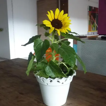 Schluchsee 102 Qm Mit Whirlpool *