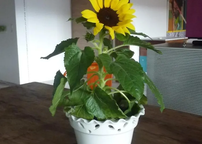 Schluchsee 102 Qm Mit Whirlpool *